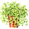 asparagus2.jpg