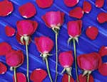 rose3.jpg