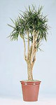 drmarginata.jpg